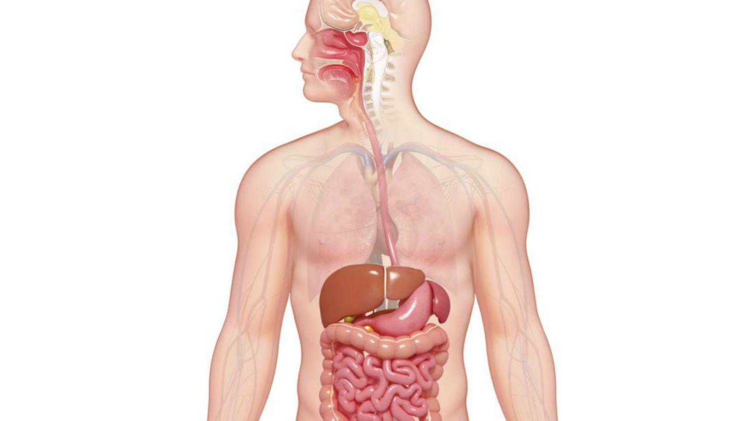 Digestive System - Yuvaan Nature Foundation